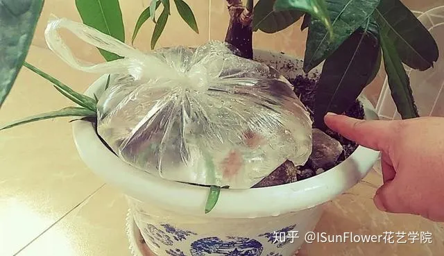 Isunflower花艺学院:不想当植物杀手?8大养花技巧帮你养好花