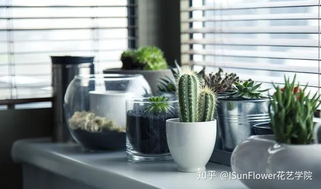 Isunflower花艺学院:不想当植物杀手?8大养花技巧帮你养好花