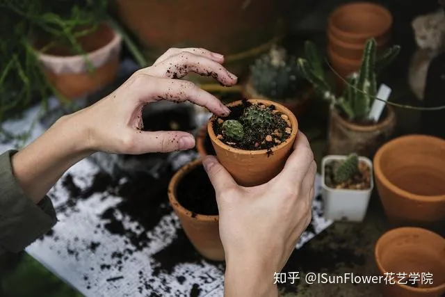 Isunflower花艺学院:不想当植物杀手?8大养花技巧帮你养好花