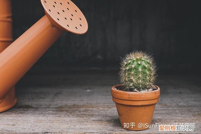 Isunflower花艺学院:不想当植物杀手?8大养花技巧帮你养好花