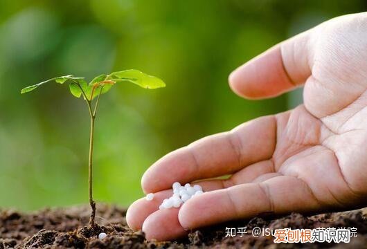 Isunflower花艺学院:不想当植物杀手?8大养花技巧帮你养好花