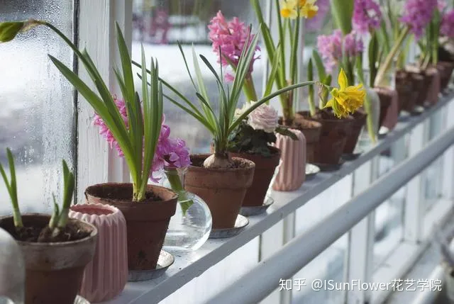 Isunflower花艺学院:不想当植物杀手?8大养花技巧帮你养好花