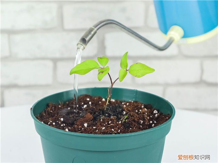 浇水太多植物会怎么样,新手一定要看!植物浇水法则,学会家里的植物才能越长越旺