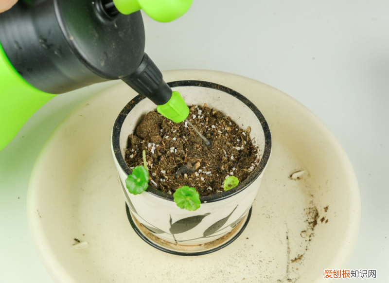 浇水太多植物会怎么样,新手一定要看!植物浇水法则,学会家里的植物才能越长越旺