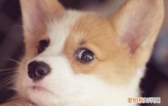 柯基夏天需要剃毛吗女生 柯基夏天需要剃毛吗
