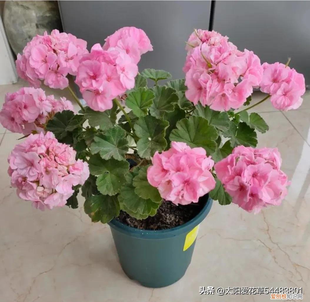 便宜又好养的花卉有哪些种类,便宜好养的10种花,一盆只需十块钱,花量大又勤花能开200天