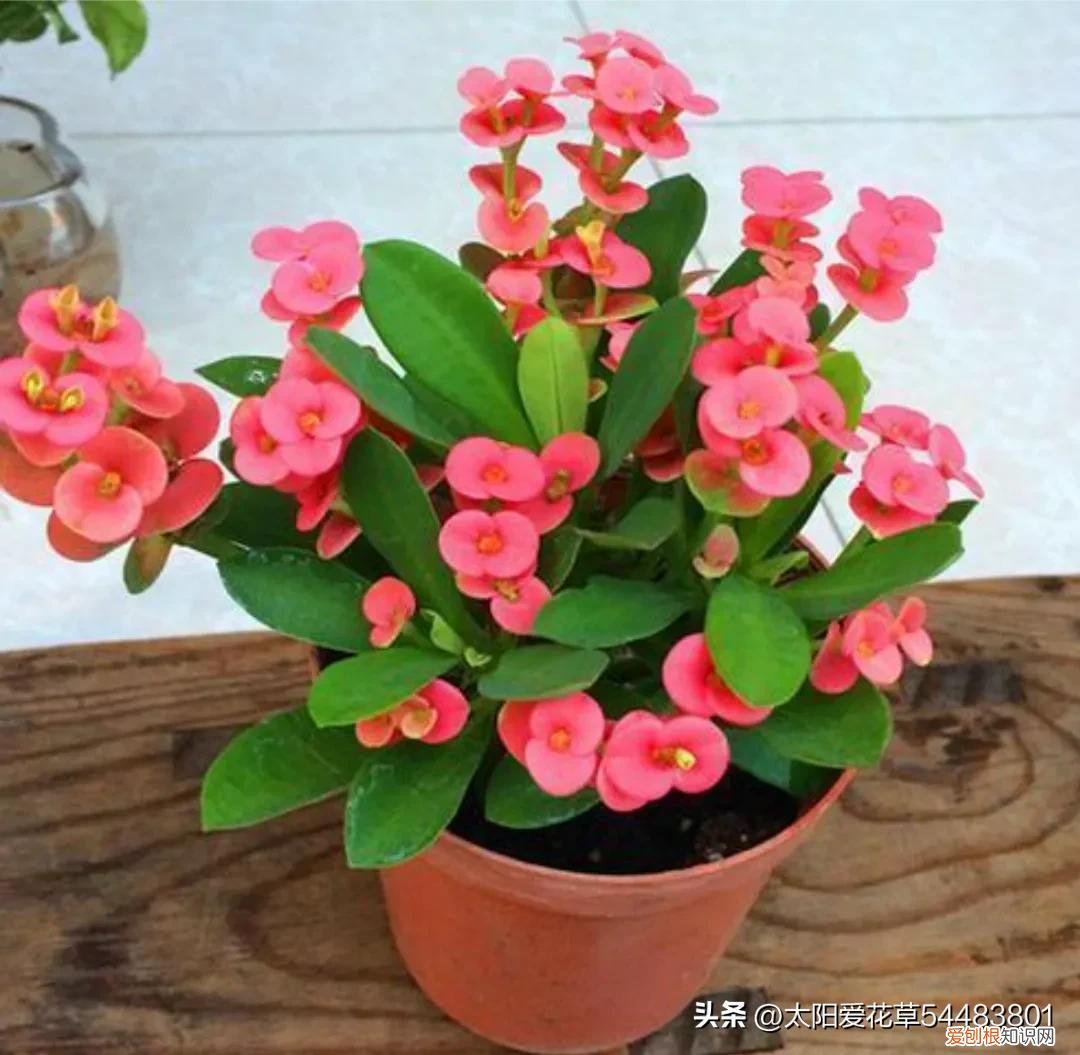 便宜又好养的花卉有哪些种类,便宜好养的10种花,一盆只需十块钱,花量大又勤花能开200天