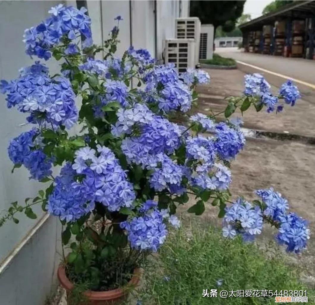 便宜又好养的花卉有哪些种类,便宜好养的10种花,一盆只需十块钱,花量大又勤花能开200天