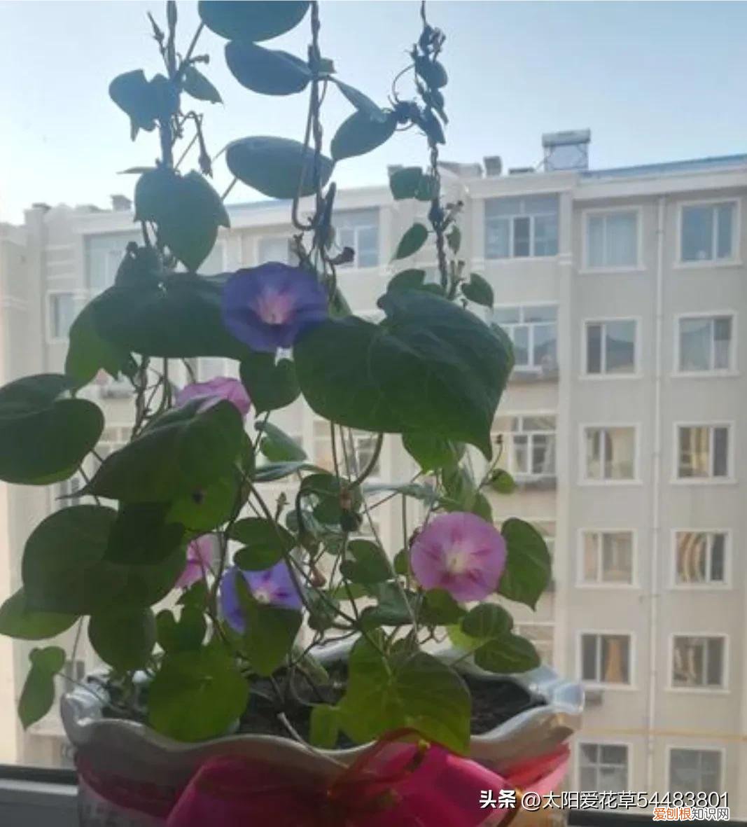 便宜又好养的花卉有哪些种类,便宜好养的10种花,一盆只需十块钱,花量大又勤花能开200天
