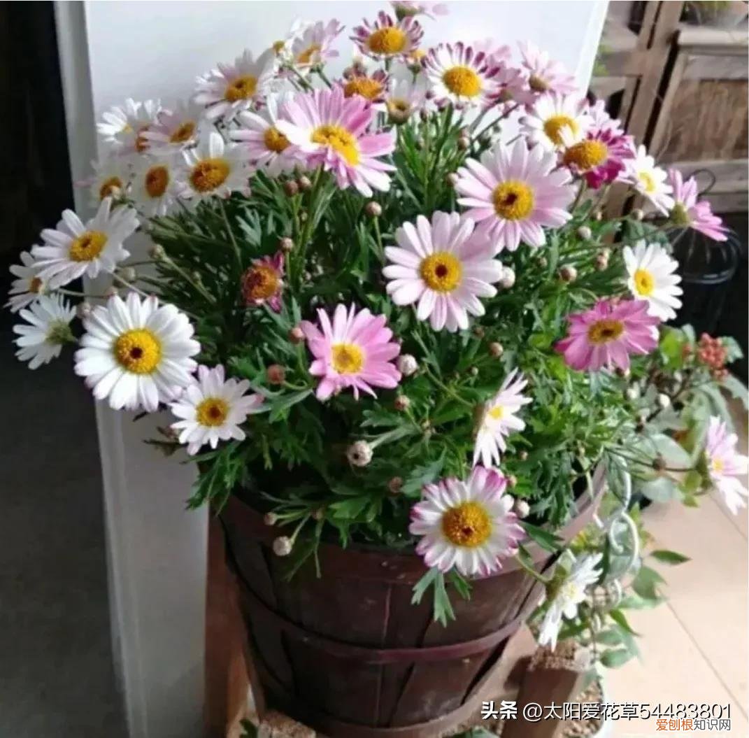 便宜又好养的花卉有哪些种类,便宜好养的10种花,一盆只需十块钱,花量大又勤花能开200天