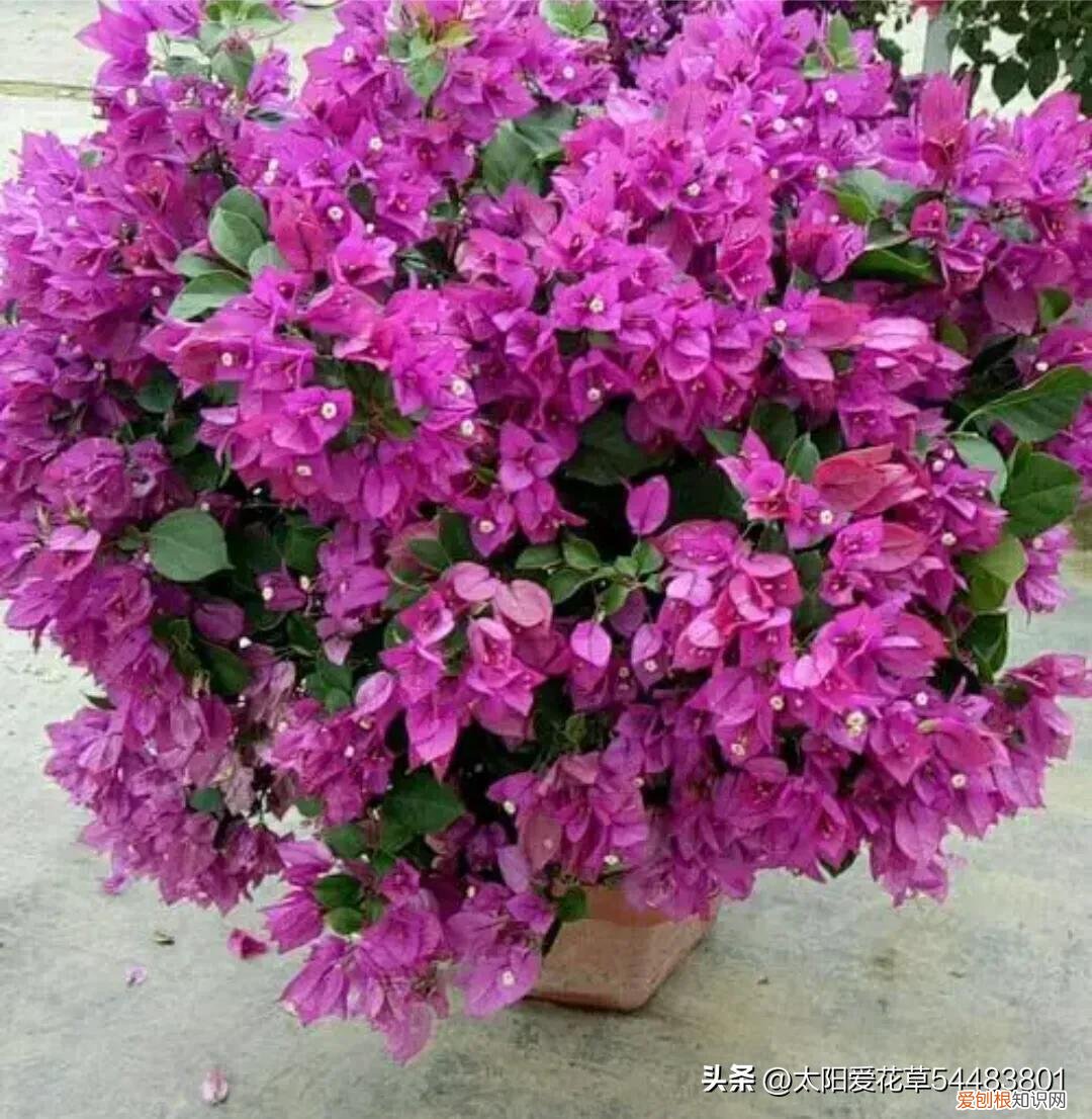 便宜又好养的花卉有哪些种类,便宜好养的10种花,一盆只需十块钱,花量大又勤花能开200天
