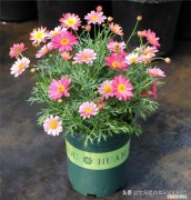 便宜又好养的花卉有哪些种类，便宜好养的10种花，一盆只需十块钱，花量大又勤花能开200天