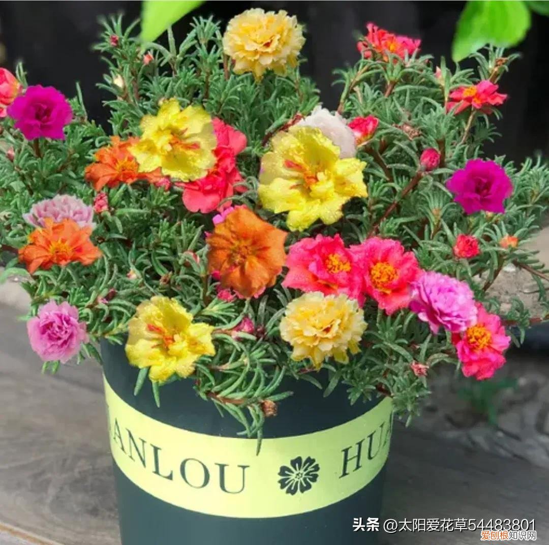 便宜又好养的花卉有哪些种类,便宜好养的10种花,一盆只需十块钱,花量大又勤花能开200天