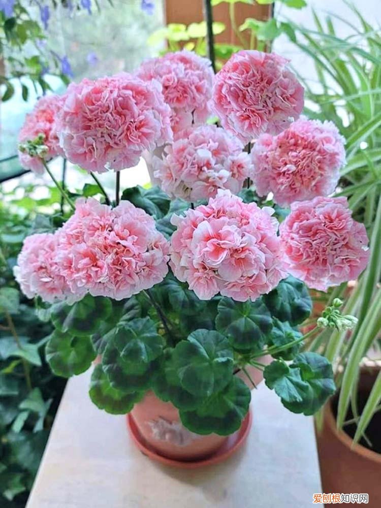 小鸡的国画画法图片,9种“小贱花”,只要十块钱,一盆开成大花球,持续200天