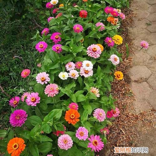 小鸡的国画画法图片,9种“小贱花”,只要十块钱,一盆开成大花球,持续200天