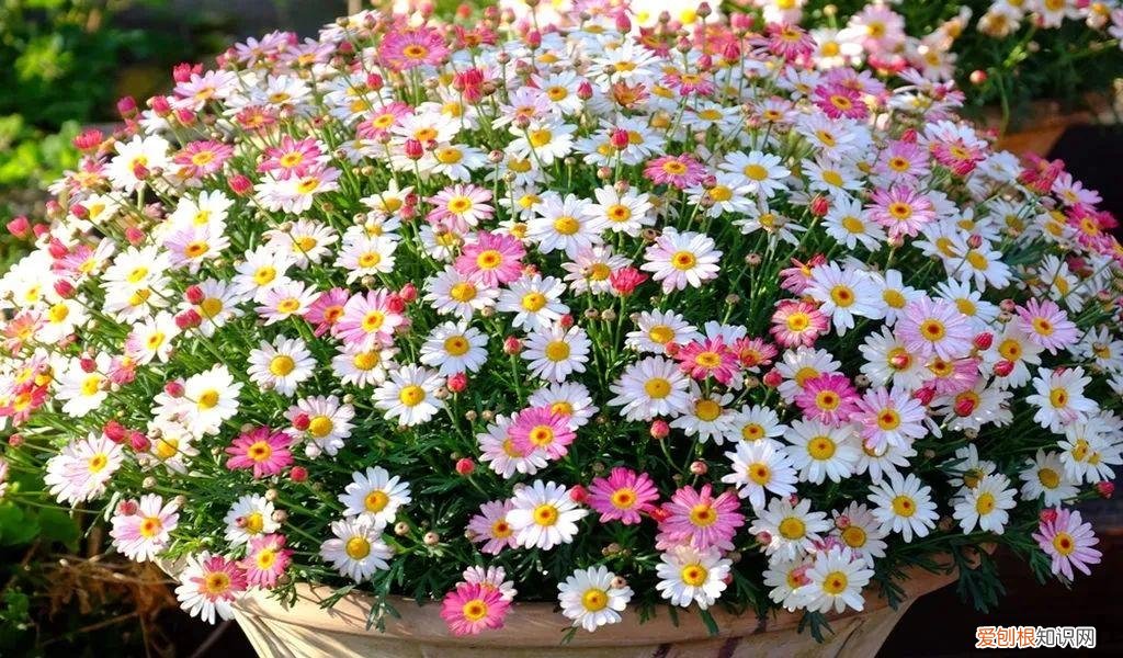 最“贱”的4种花,8种“贱花”,5块钱一盆,阳台一摆,爆成“巨大花球”