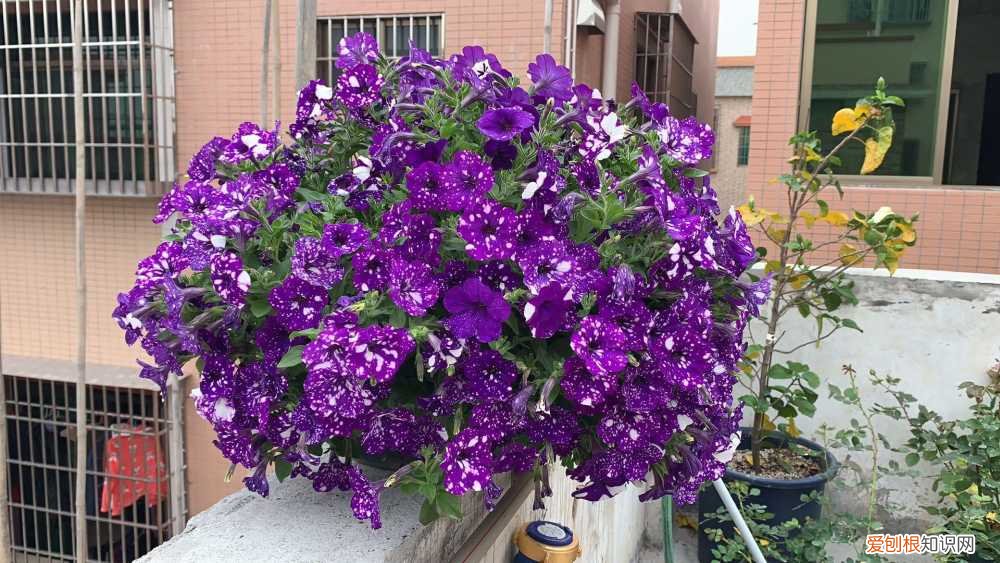 最“贱”的4种花,8种“贱花”,5块钱一盆,阳台一摆,爆成“巨大花球”