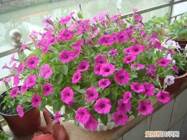 最“贱”的4种花,8种“贱花”,5块钱一盆,阳台一摆,爆成“巨大花球”