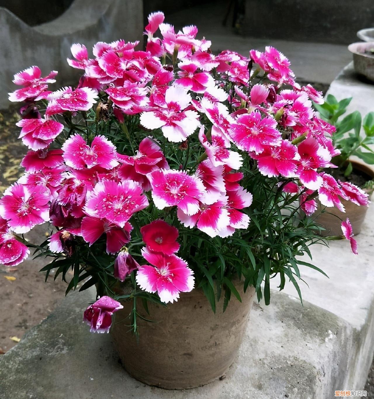 最“贱”的4种花,8种“贱花”,5块钱一盆,阳台一摆,爆成“巨大花球”