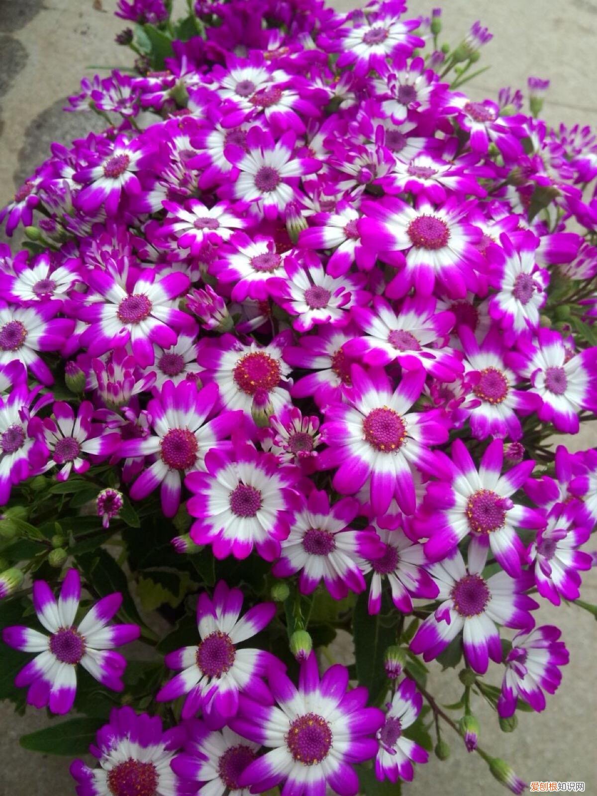 最“贱”的4种花,8种“贱花”,5块钱一盆,阳台一摆,爆成“巨大花球”