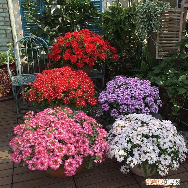 最“贱”的4种花,8种“贱花”,5块钱一盆,阳台一摆,爆成“巨大花球”