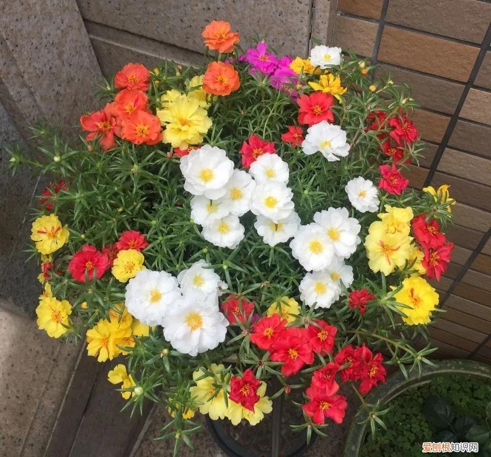 最“贱”的4种花,8种“贱花”,5块钱一盆,阳台一摆,爆成“巨大花球”