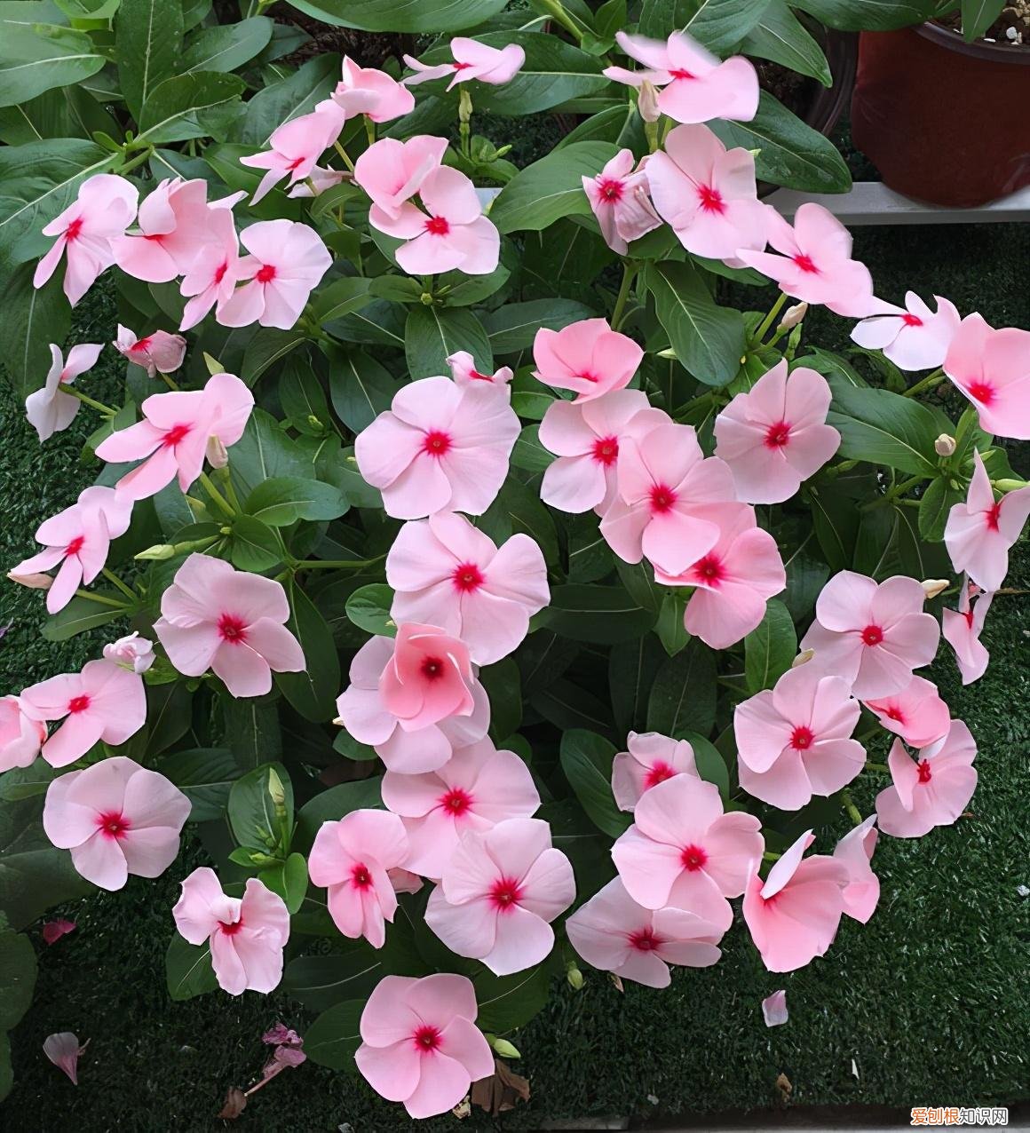 最“贱”的4种花,8种“贱花”,5块钱一盆,阳台一摆,爆成“巨大花球”