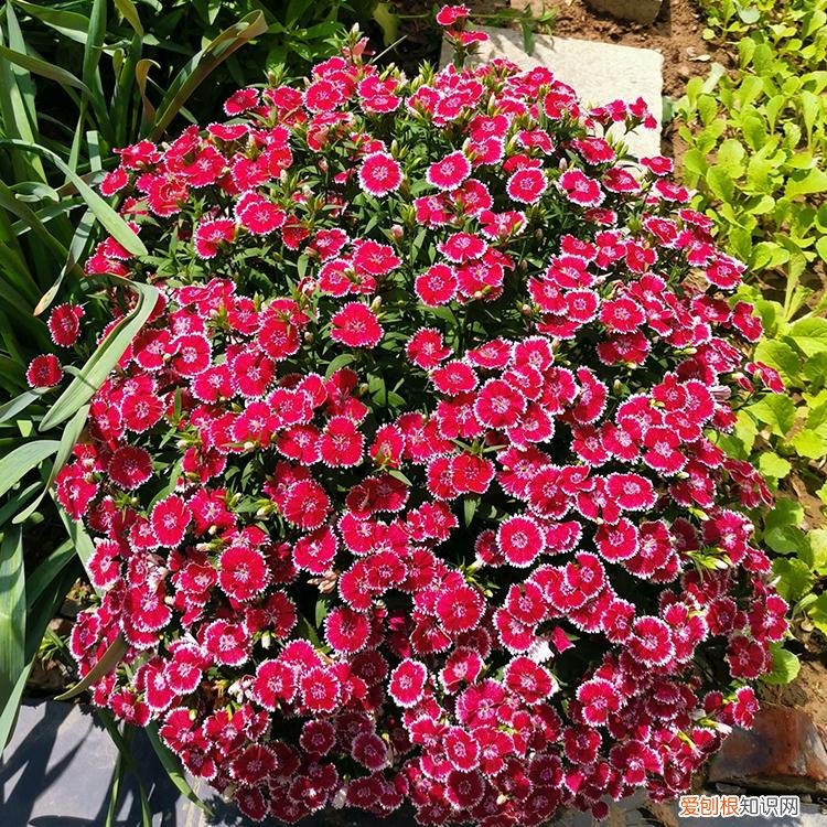 最“贱”的4种花,8种“贱花”,5块钱一盆,阳台一摆,爆成“巨大花球”