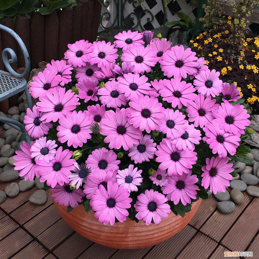 最“贱”的4种花,8种“贱花”,5块钱一盆,阳台一摆,爆成“巨大花球”