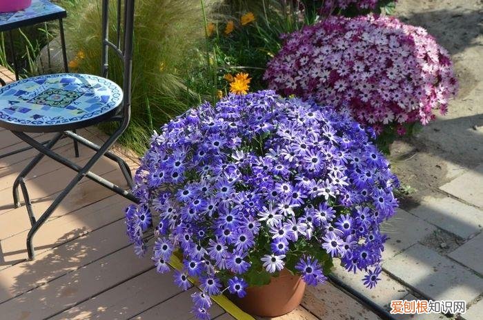 最“贱”的4种花,8种“贱花”,5块钱一盆,阳台一摆,爆成“巨大花球”