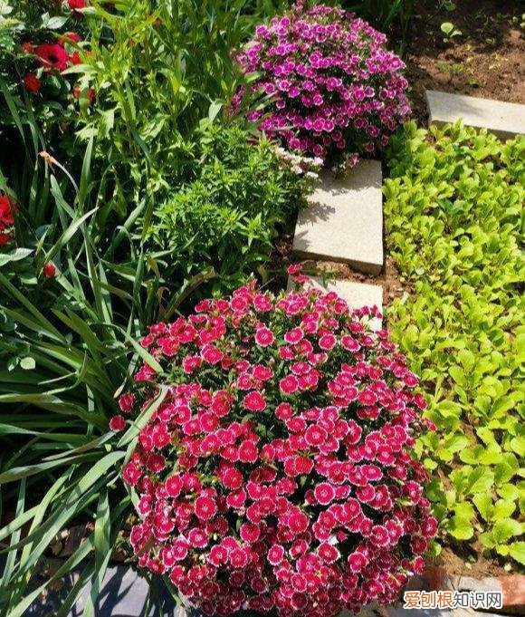 最“贱”的4种花,8种“贱花”,5块钱一盆,阳台一摆,爆成“巨大花球”