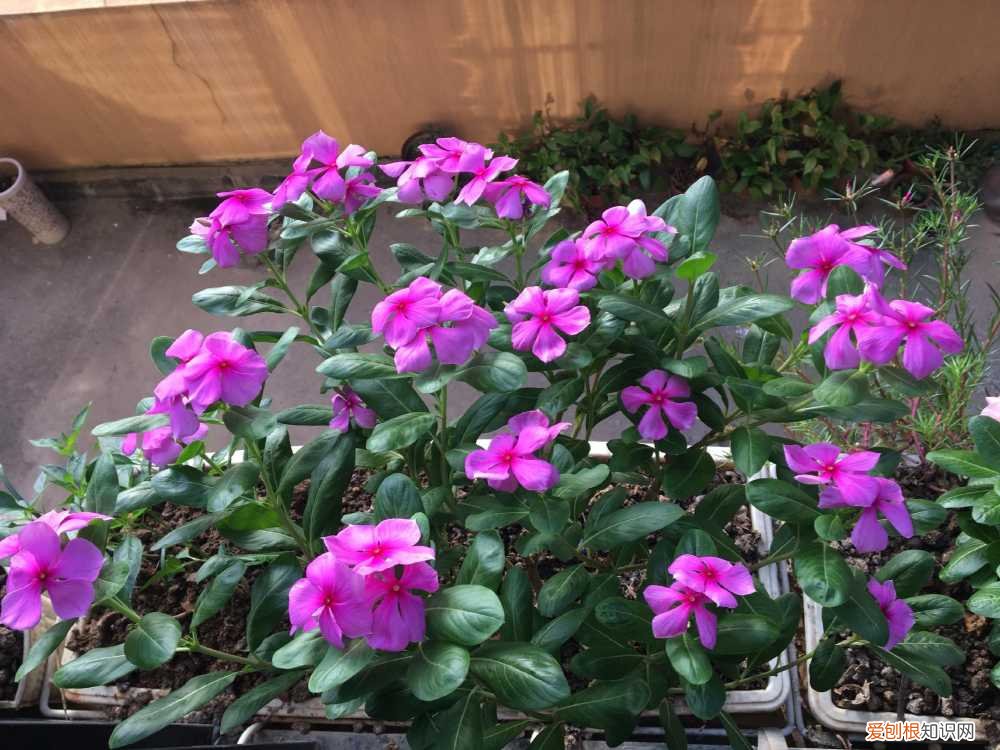 最“贱”的4种花,8种“贱花”,5块钱一盆,阳台一摆,爆成“巨大花球”