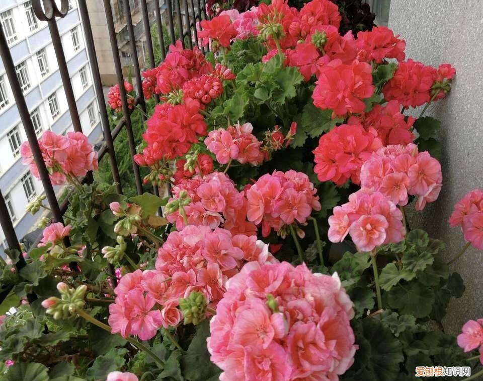 最“贱”的4种花,8种“贱花”,5块钱一盆,阳台一摆,爆成“巨大花球”
