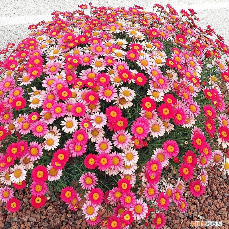 最“贱”的4种花,8种“贱花”,5块钱一盆,阳台一摆,爆成“巨大花球”