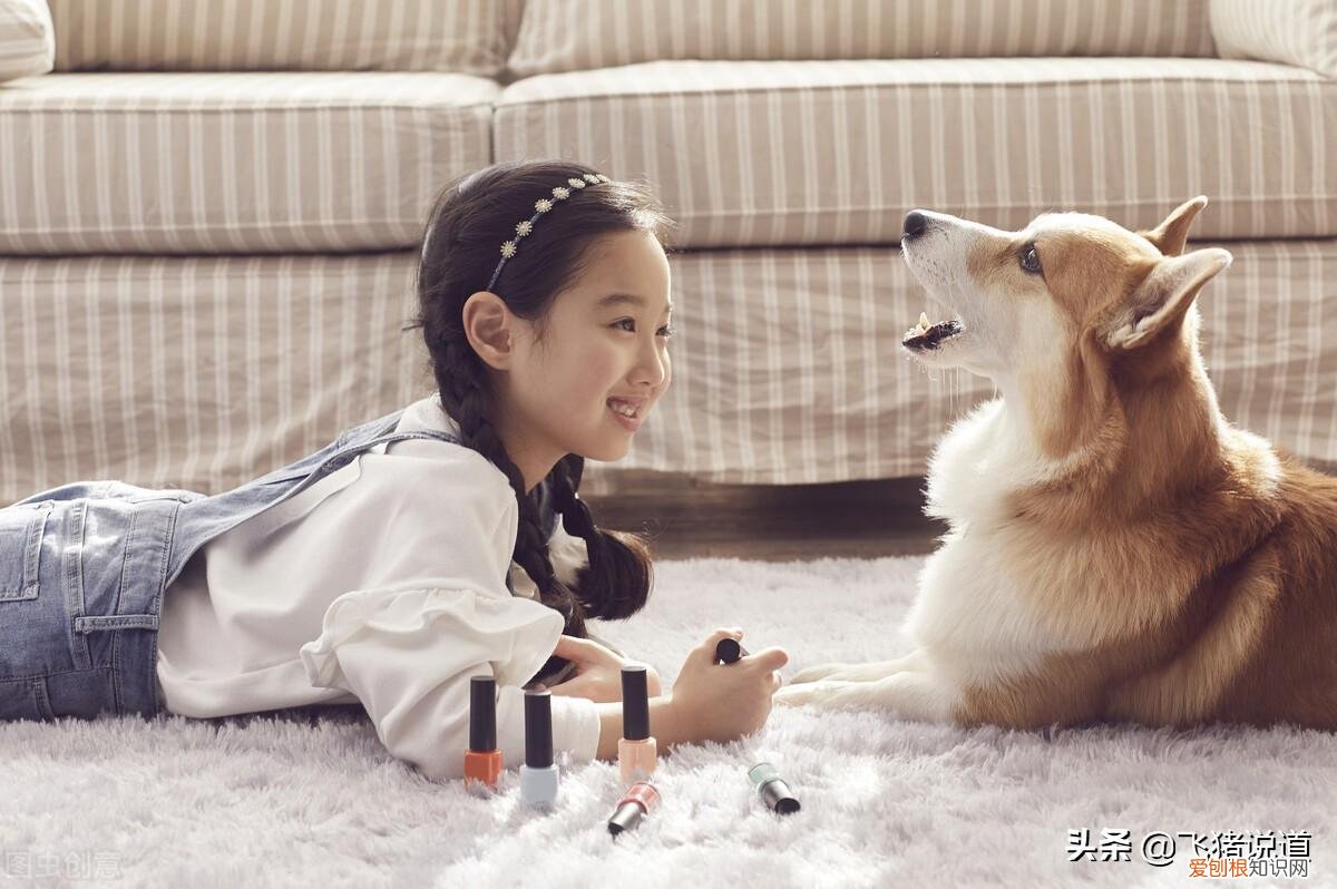 宠物安全需要注意什么,宠物安全知识
