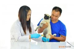 宠物安全需要注意什么，宠物安全知识