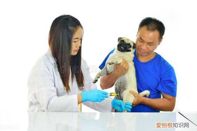 宠物安全需要注意什么,宠物安全知识