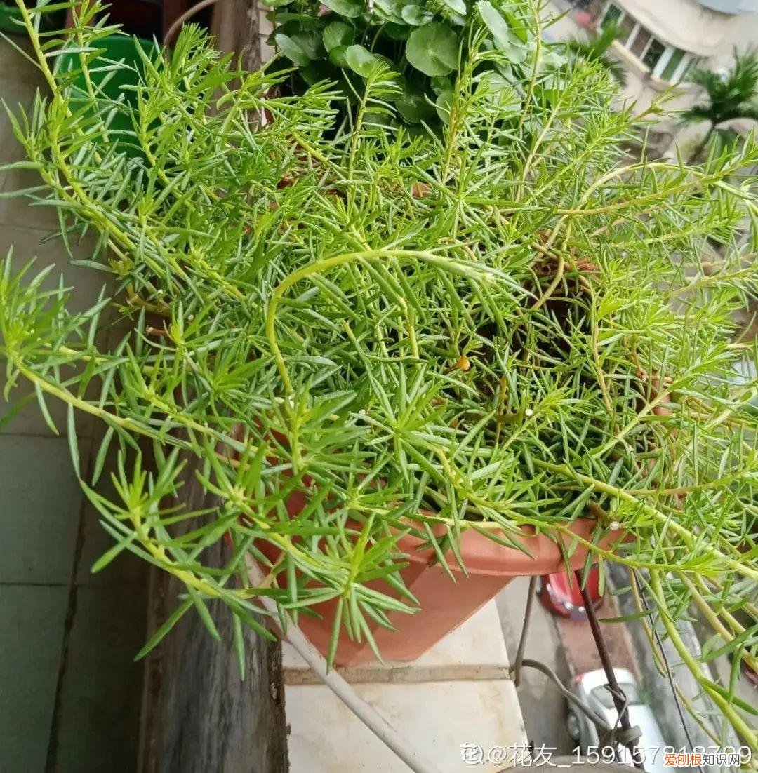 养花不爱开花咋回事,养的花一直不开花,主要是这6点做好,赶紧学起来