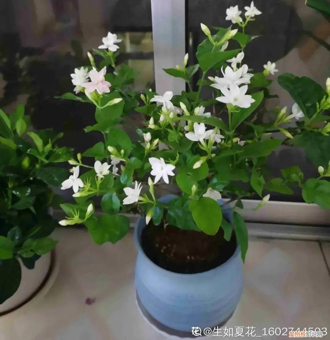 养花不爱开花咋回事,养的花一直不开花,主要是这6点做好,赶紧学起来