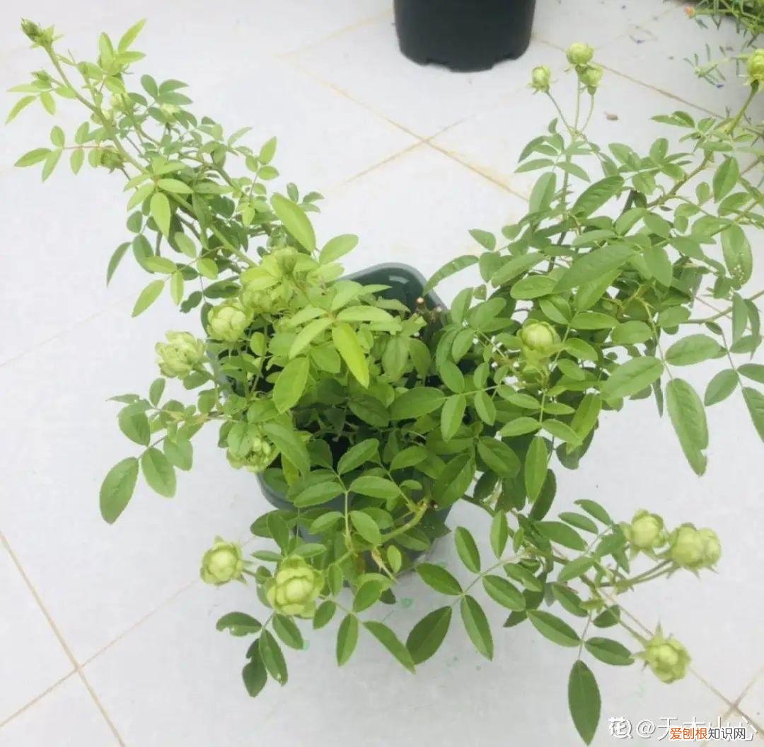 养花不爱开花咋回事,养的花一直不开花,主要是这6点做好,赶紧学起来