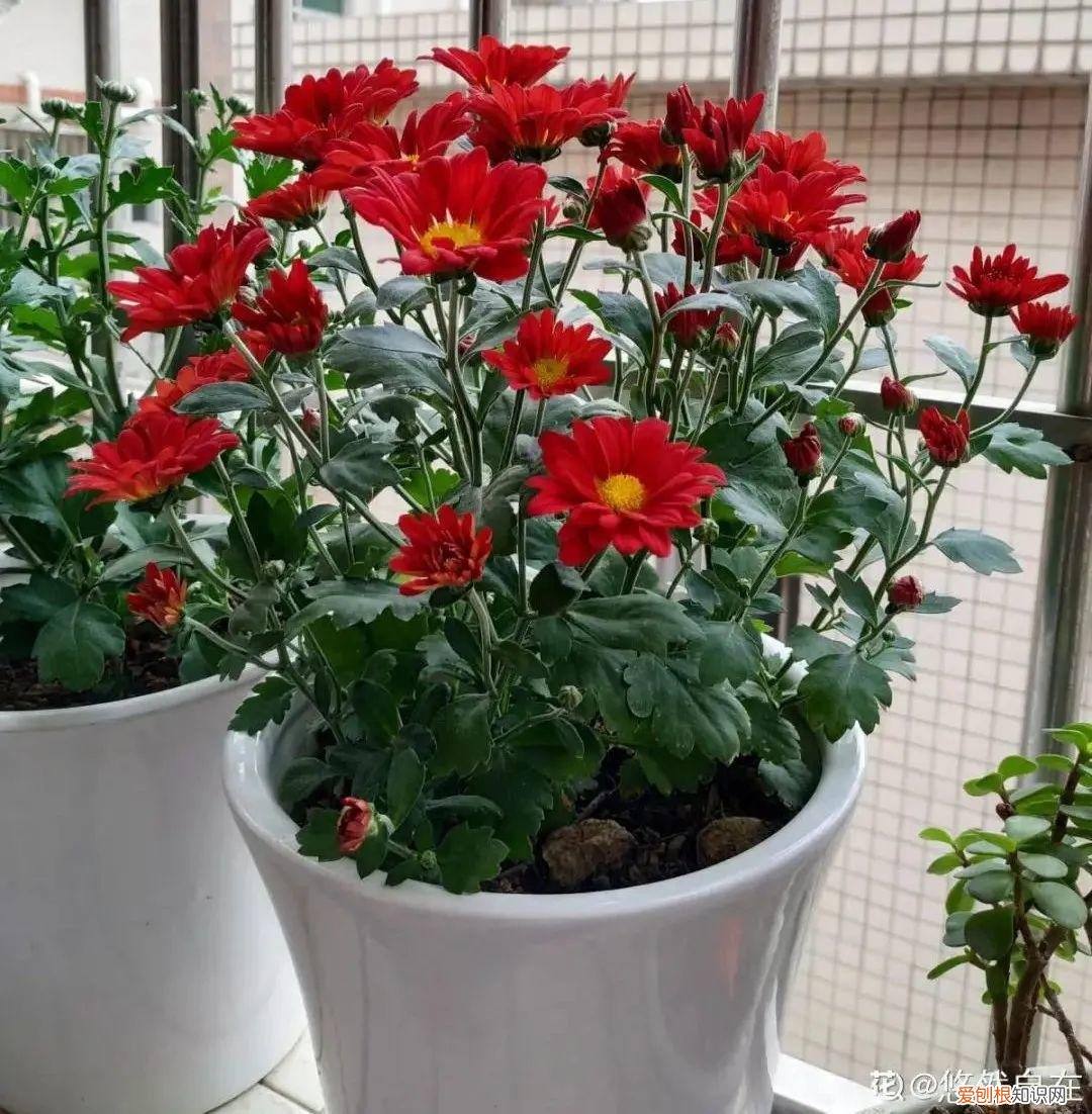 养花不爱开花咋回事,养的花一直不开花,主要是这6点做好,赶紧学起来