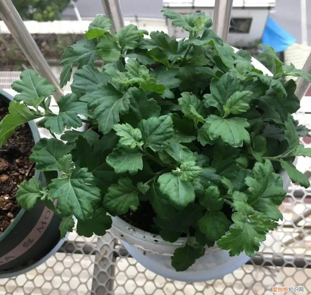养花不爱开花咋回事,养的花一直不开花,主要是这6点做好,赶紧学起来