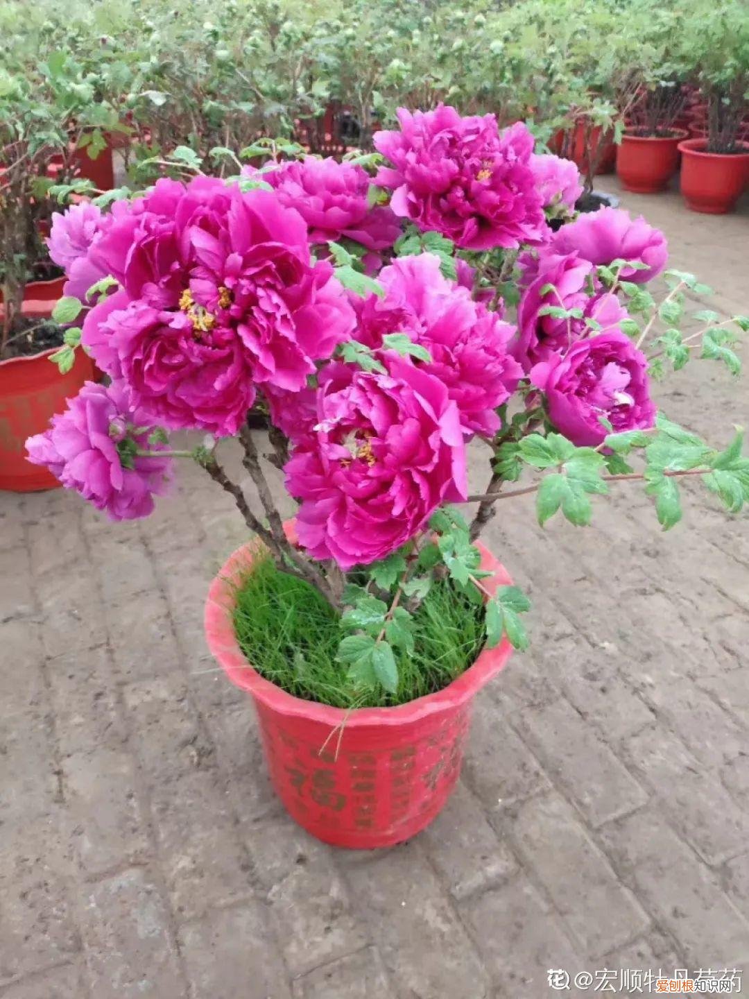 养花不爱开花咋回事,养的花一直不开花,主要是这6点做好,赶紧学起来