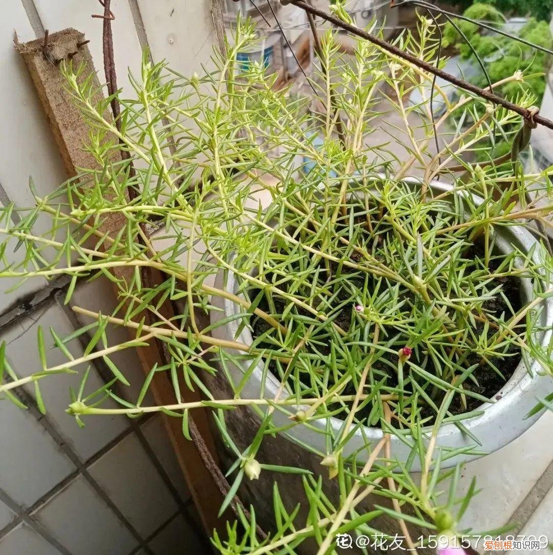 养花不爱开花咋回事,养的花一直不开花,主要是这6点做好,赶紧学起来