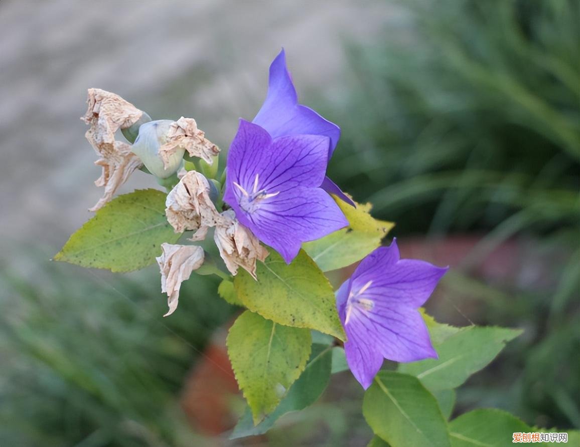 怎样才能延长鲜花的时间长度,鲜花要想放的更长久,这3步要知道,学会延长两三天