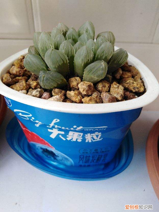 养花有技巧吗,养花一点也不费钱,学会3个省钱养花技巧,简直占了大便宜