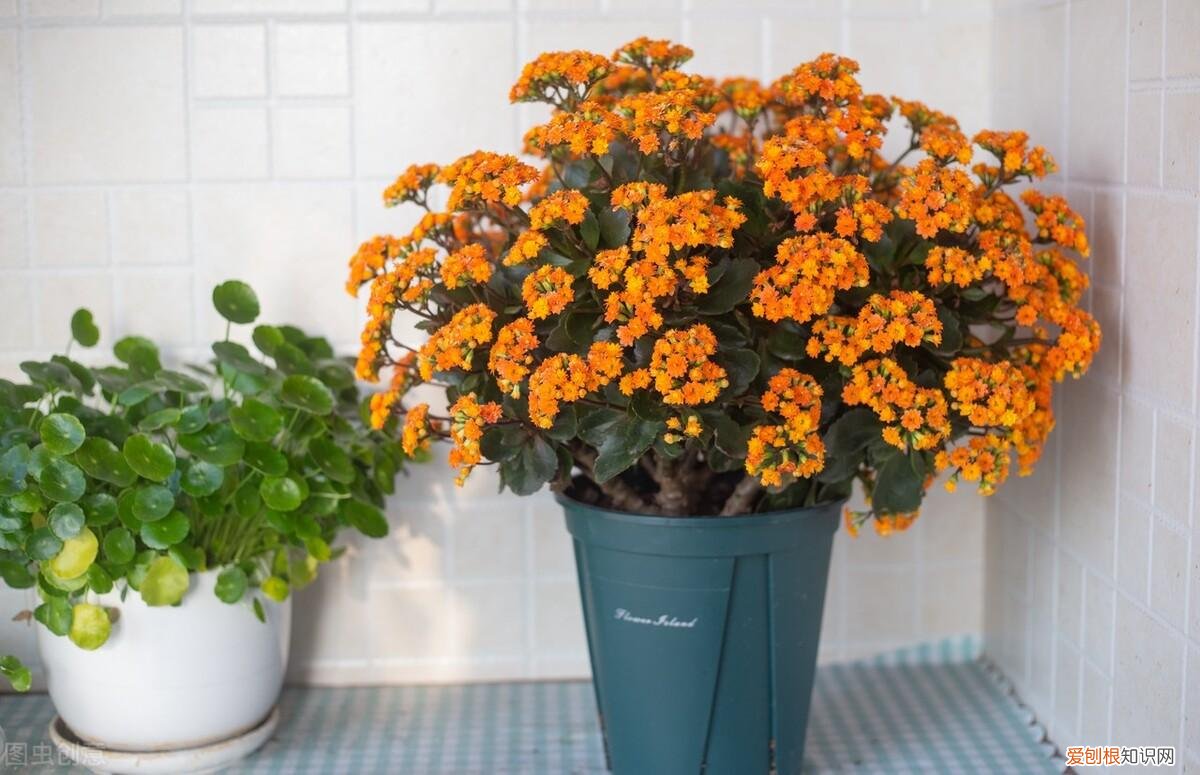 养花养不好,越养花越贫穷?其实养花也能赚钱,完全可以满足养花的开销