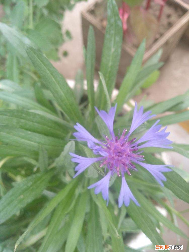 矢车菊多少天开花,春天就要养矢车菊,几块钱就能开成花海,邻居看了都羡慕