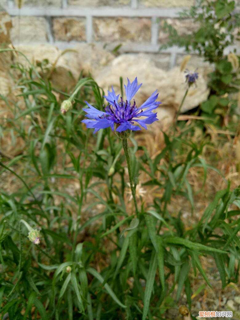 矢车菊多少天开花,春天就要养矢车菊,几块钱就能开成花海,邻居看了都羡慕