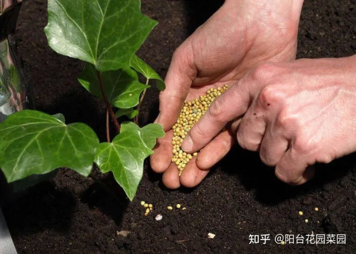 养花用什么花肥好一点,养花肥“又杂又贵”?认清3元素,花几块钱,养一百种花